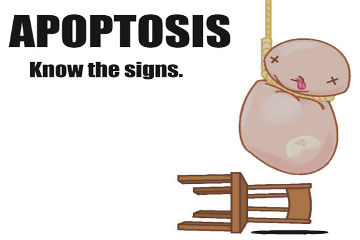 Apoptosis: it's cell biology to die for!