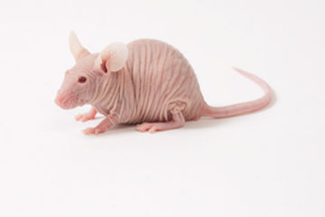 Mouse.com the naked 